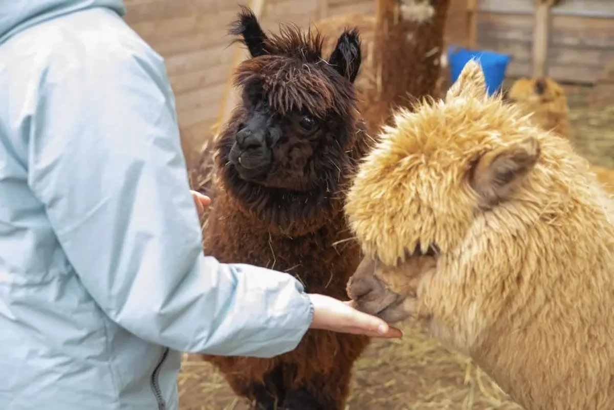 Контактная площадка или городская ферма