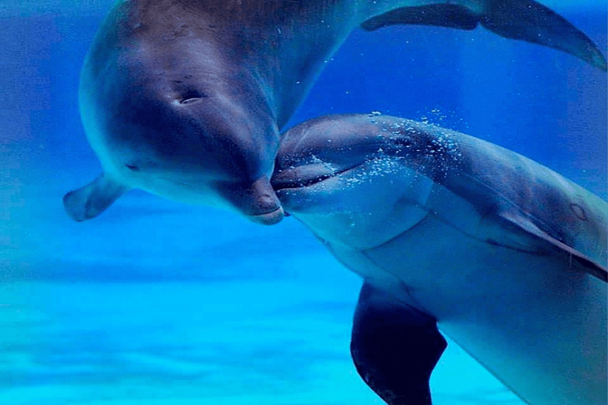 Зоопарк или дельфинарий Как отметить 14 февраля: 25 идей на день влюбленных