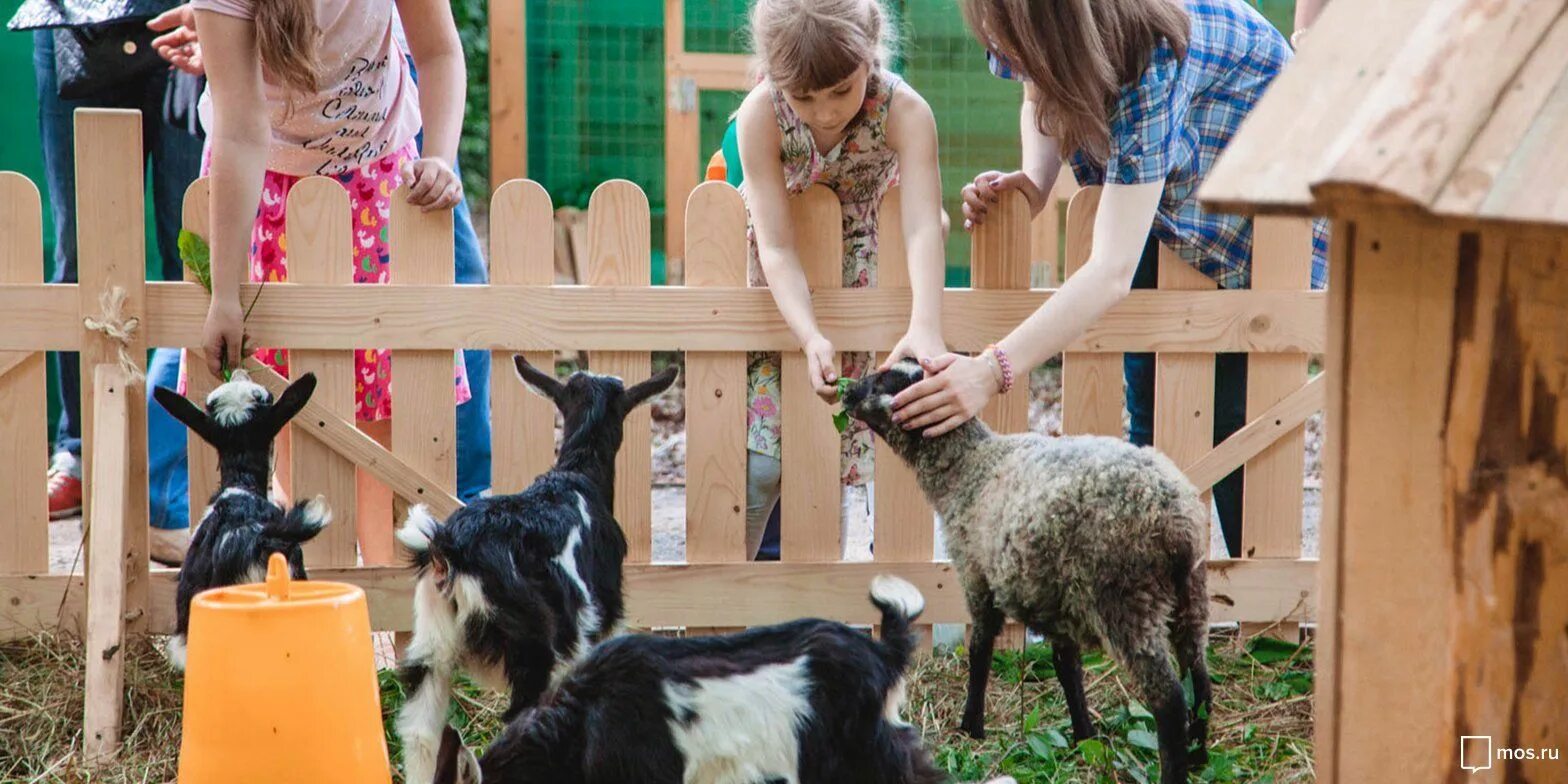 Детский день рождения в Контактном зоопарке или ферме
